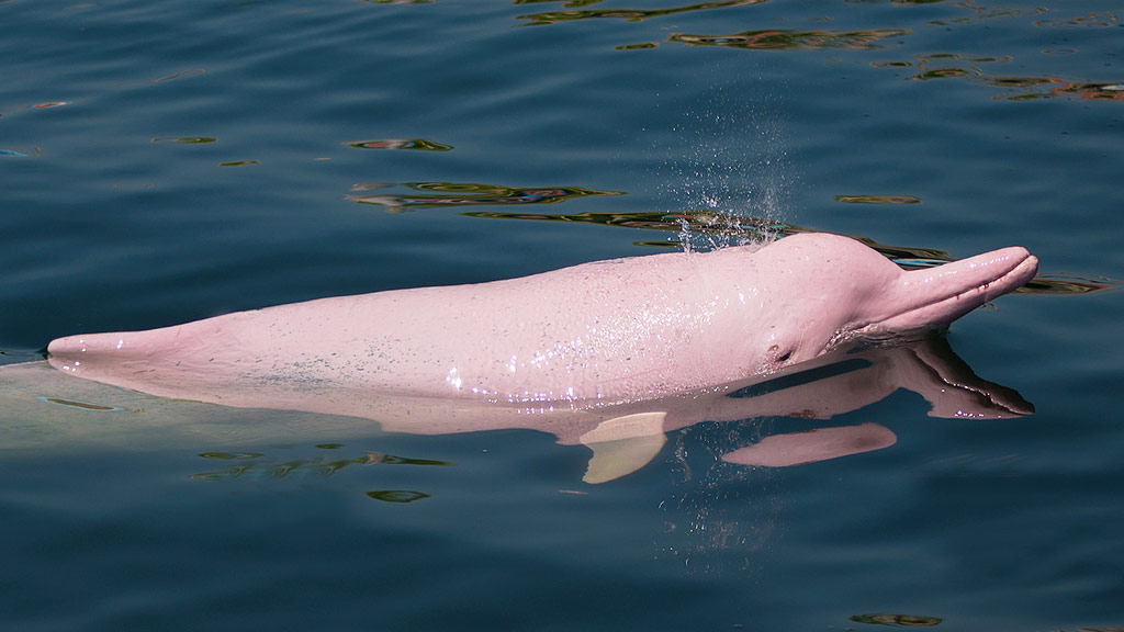 pink-dolphin.jpg pink-dolphin.jpg